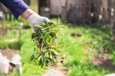 Une poignée de mauvaises herbes
