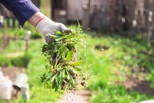 Une poignée de mauvaises herbes