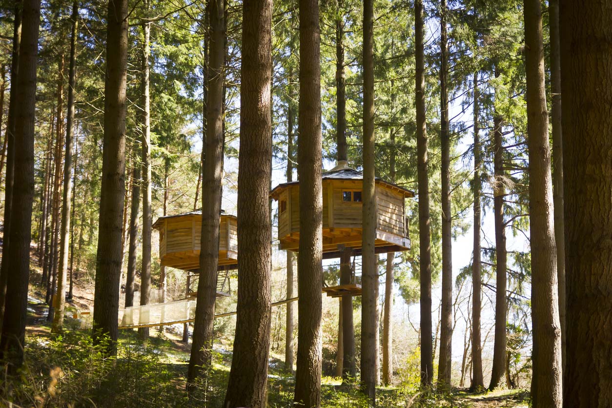 Cabane dans les arbres